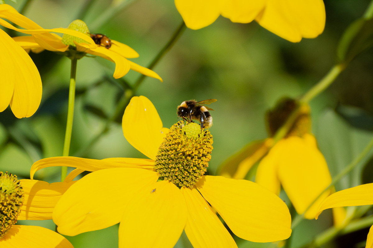 Pledge for Pollinators - Blue Daisy Garden Design