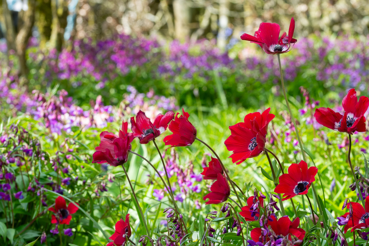 Gardening in April: What to do in the garden - Blue Daisy Garden Design
